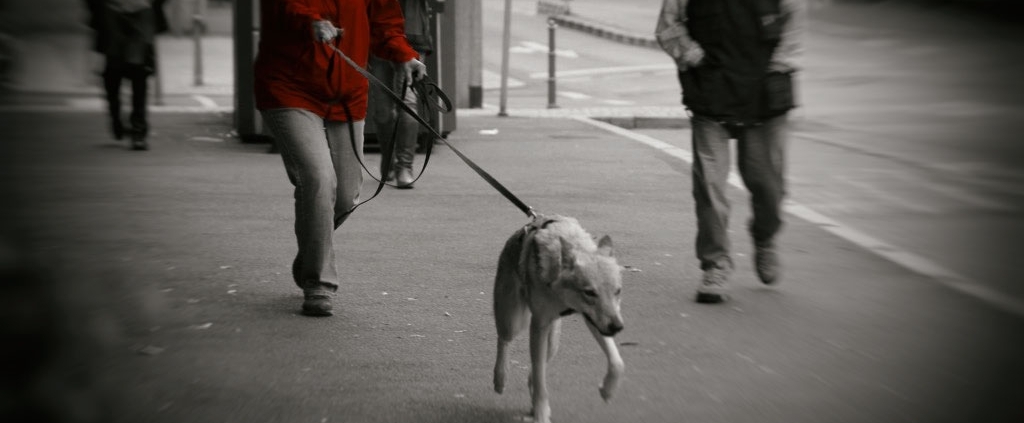 Personenspürhund beim Mantrailing in der Innenstadt, Schwarz-Weiß-Aufnahme